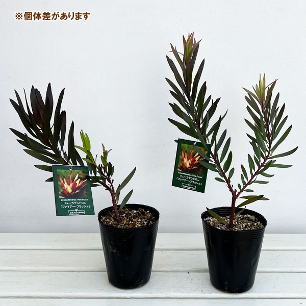 リューカデンドロン:ファイヤーフラッシュ4.5号鉢植え