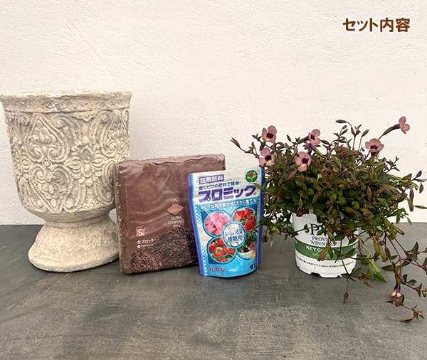 栽培セット:スーパートレニア:カタリーナ ラムレーズン(アルカイックカップ・土・肥料・鉢底ネット付)