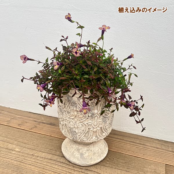 栽培セット:スーパートレニア:カタリーナ ラムレーズン(アルカイックカップ・土・肥料・鉢底ネット付)