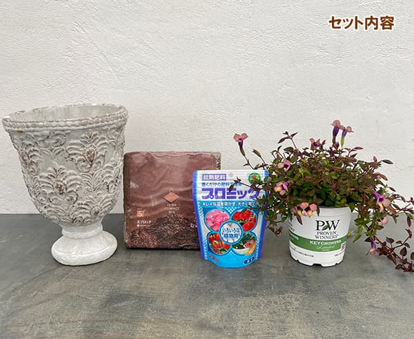 栽培セット:スーパートレニア:カタリーナ ラムレーズン(アントワープカップ・土・肥料・鉢底ネット付)