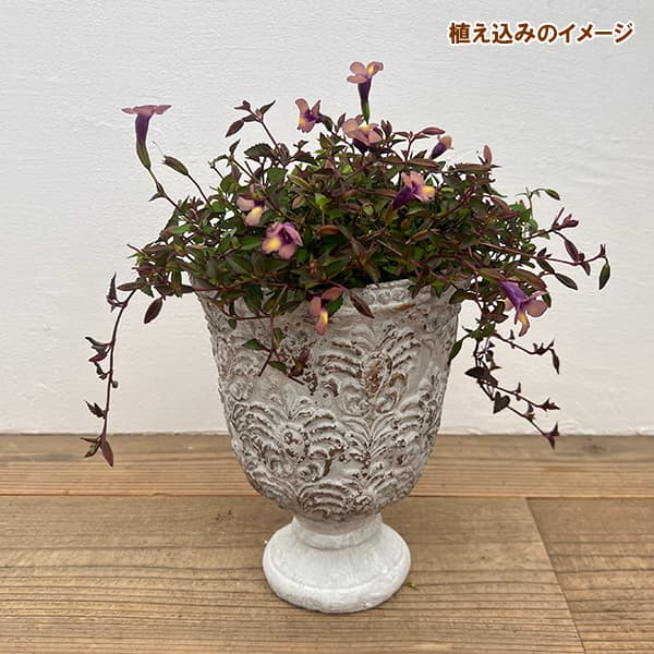 栽培セット:スーパートレニア:カタリーナ ラムレーズン(アントワープカップ・土・肥料・鉢底ネット付)