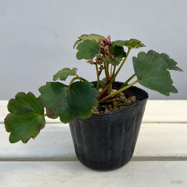 ダイモンジソウ（大文字草）：河津紅3-3.5号ポット