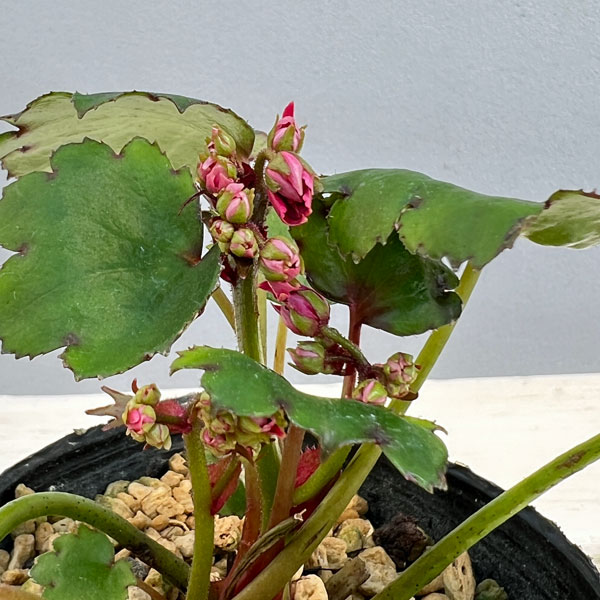 ダイモンジソウ（大文字草）：河津紅3-3.5号ポット