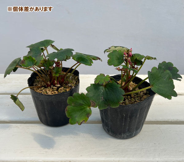 ダイモンジソウ（大文字草）：河津紅3-3.5号ポット