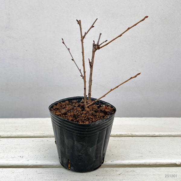 フジザクラ：菊咲き3号ポット