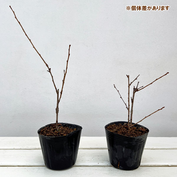 フジザクラ：菊咲き3号ポット