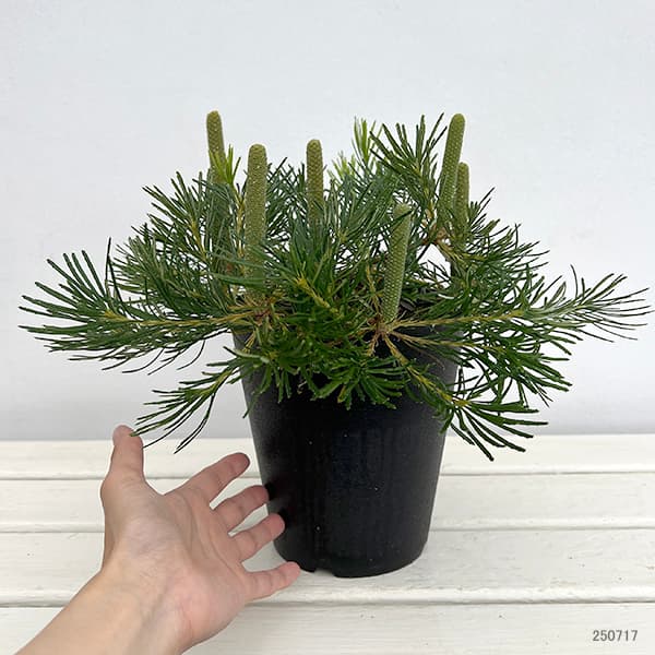 [ザ・ファームセレクト]バンクシア：バースデイキャンドル 　5号鉢植え