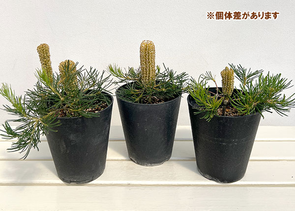バンクシア:バースデイキャンドル 5号鉢植え