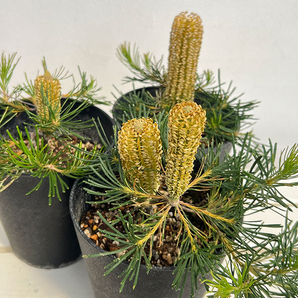 バンクシア:バースデイキャンドル 5号鉢植え