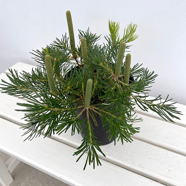 [ザ・ファームセレクト]バンクシア：バースデイキャンドル 　5号鉢植え