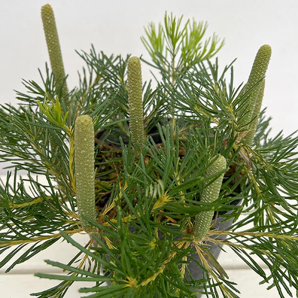 [ザ・ファームセレクト]バンクシア：バースデイキャンドル 　5号鉢植え