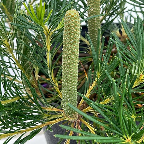 [ザ・ファームセレクト]バンクシア：バースデイキャンドル 　5号鉢植え