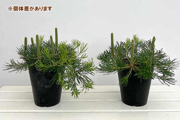 [ザ・ファームセレクト]バンクシア：バースデイキャンドル 　5号鉢植え