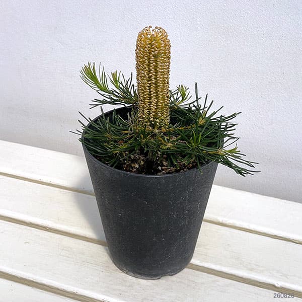 バンクシア:バースデイキャンドル 5号鉢植え