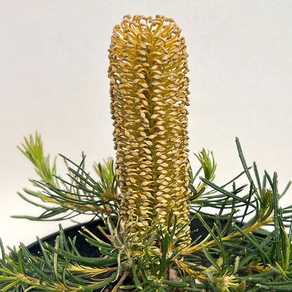 バンクシア:バースデイキャンドル 5号鉢植え