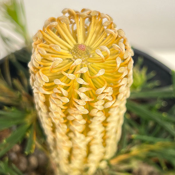 バンクシア:バースデイキャンドル 5号鉢植え