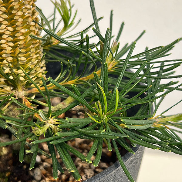 バンクシア:バースデイキャンドル 5号鉢植え
