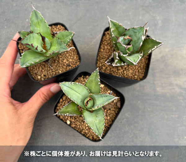 アガベ：オテロイ　2.5号ポット*