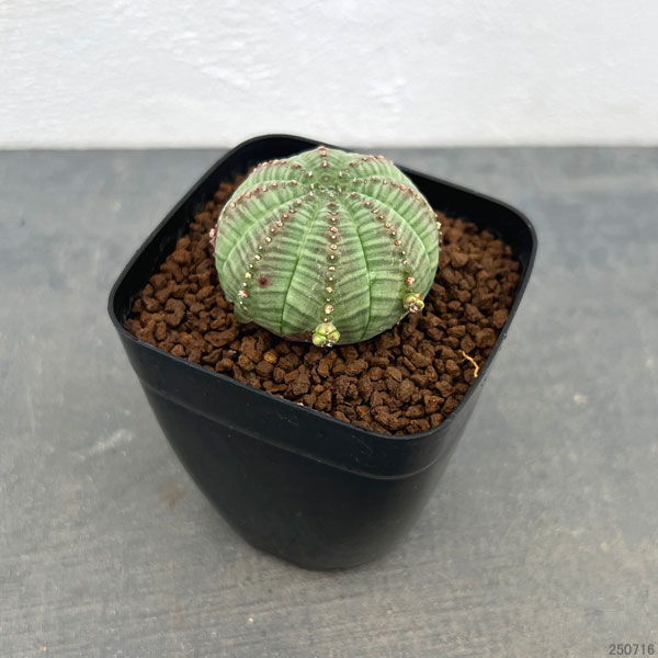 ユーフォルビア:オベサ 子吹きシンメトリカ 2.5号鉢植え