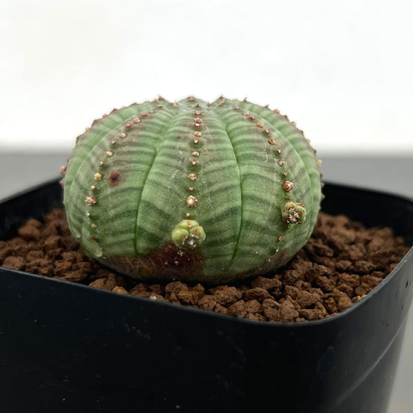 ユーフォルビア:オベサ 子吹きシンメトリカ 2.5号鉢植え