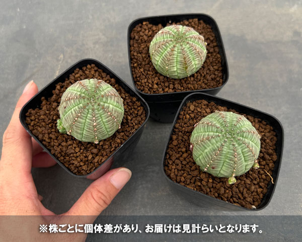 ユーフォルビア:オベサ 子吹きシンメトリカ 2.5号鉢植え