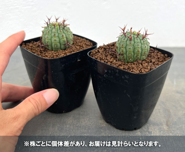 [ザ・ファームセレクト]ユーフォルビア：ステリスピナ（群星冠）　2.5号鉢植え