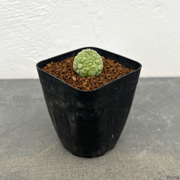 プセウドリトス：ミギウリティヌス　2.5号鉢植え