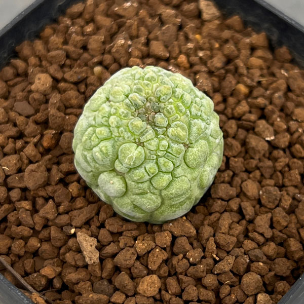 プセウドリトス：ミギウリティヌス　2.5号鉢植え