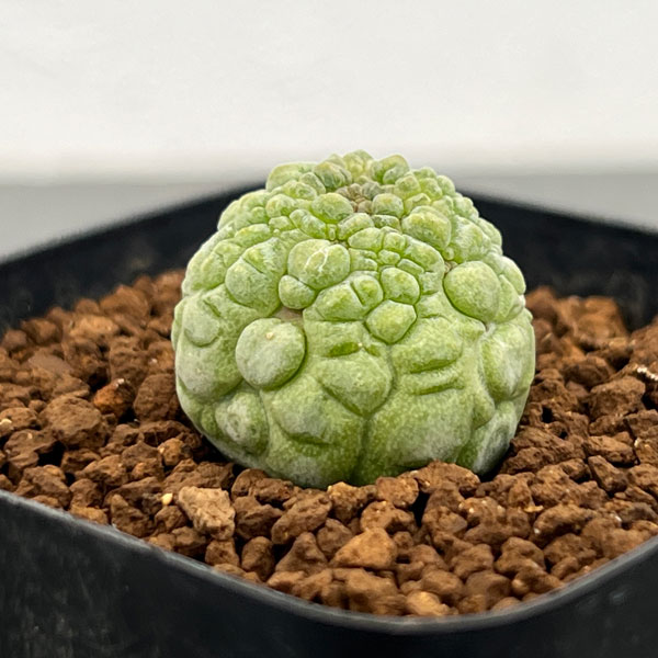 プセウドリトス：ミギウリティヌス　2.5号鉢植え