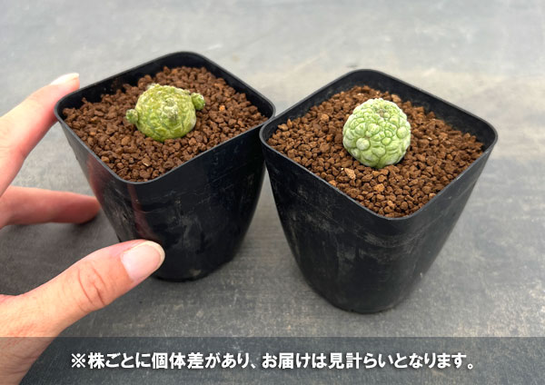 プセウドリトス：ミギウリティヌス　2.5号鉢植え