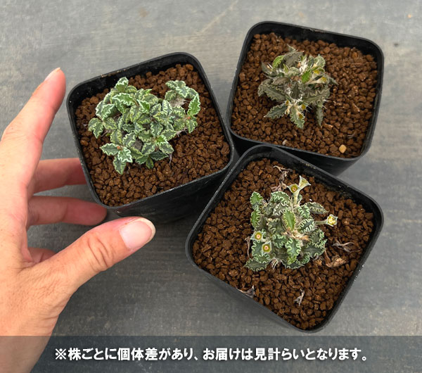 [ザ・ファームセレクト]ユーフォルビア：トゥレアレンシス　2.5号鉢植え