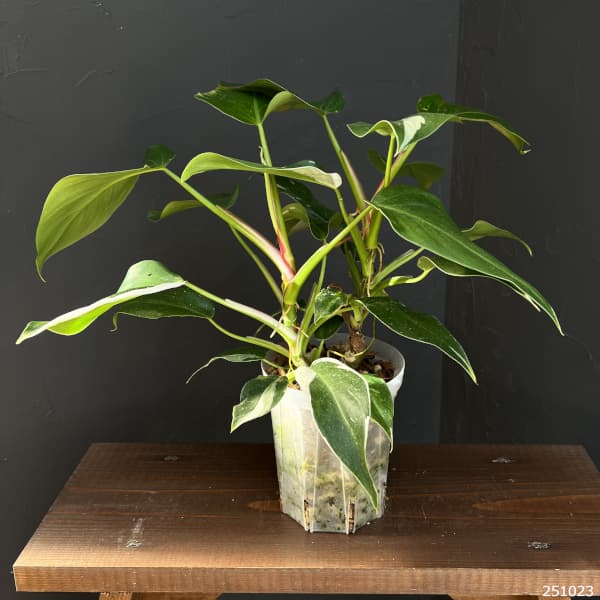 フィロデンドロン:ホワイトプリンセス 4号ネガミエル植え25-03