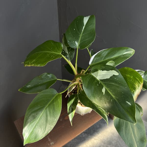 フィロデンドロン:ホワイトプリンセス 4号ネガミエル植え25-03