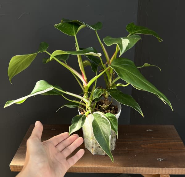 フィロデンドロン:ホワイトプリンセス 4号ネガミエル植え25-03