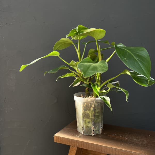 フィロデンドロン:ホワイトプリンセス 4号ネガミエル植え25-03