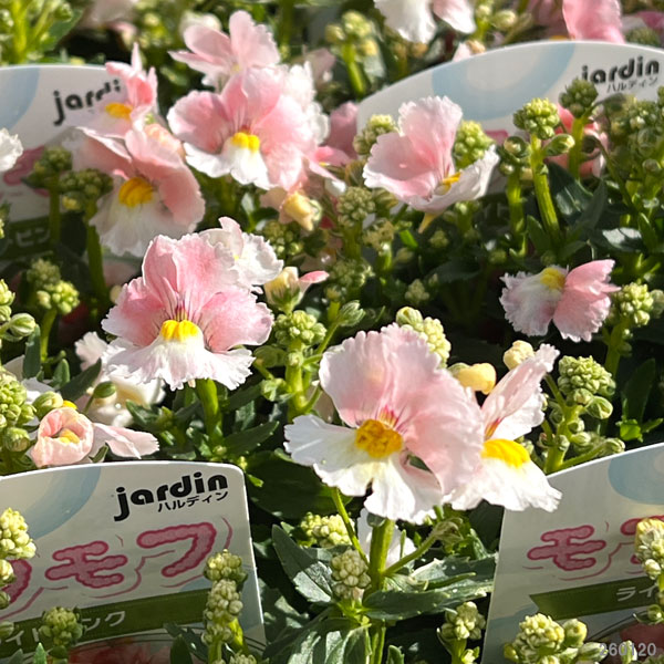 ネメシア：モフモフ  ライトピンク3.5号ポット