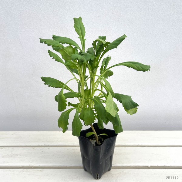 スカビオサ：フォーカルスクープ ダークパープル3号ポット