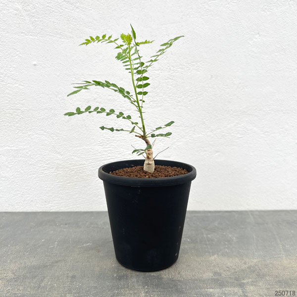 ボスウェリア：ネグレクタ　3.5号鉢植え