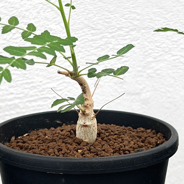 ボスウェリア：ネグレクタ　3.5号鉢植え