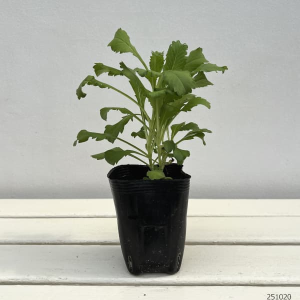 スカビオサ：マシュマロスクープ3号ポット