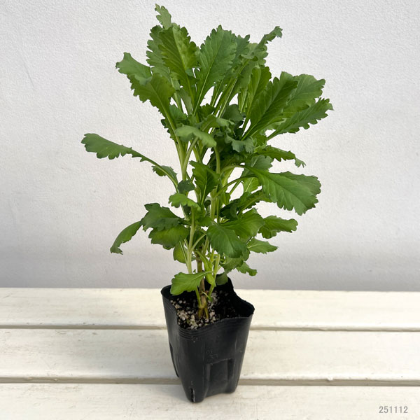 スカビオサ：マシュマロスクープ3号ポット