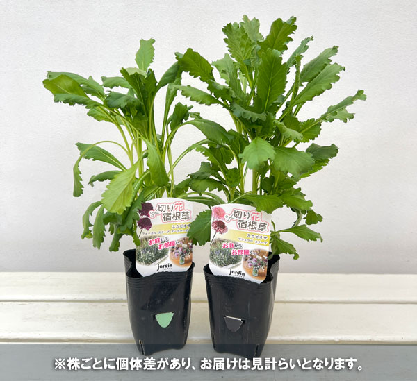 スカビオサ：マシュマロスクープ3号ポット