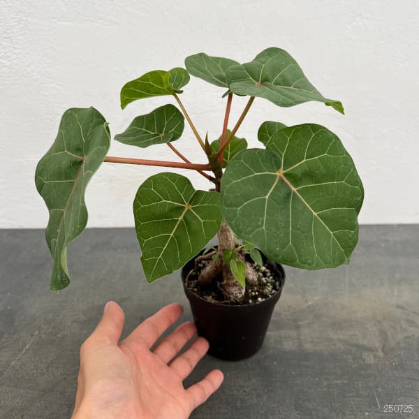 フィカス：アブチリフォリア　3号鉢植え