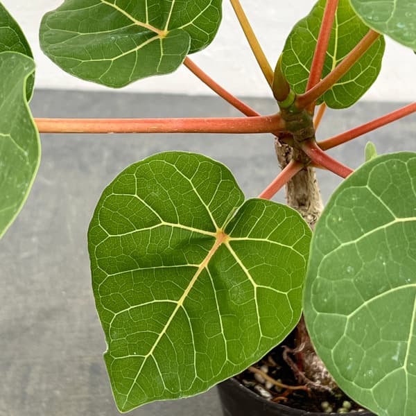 フィカス：アブチリフォリア　3号鉢植え