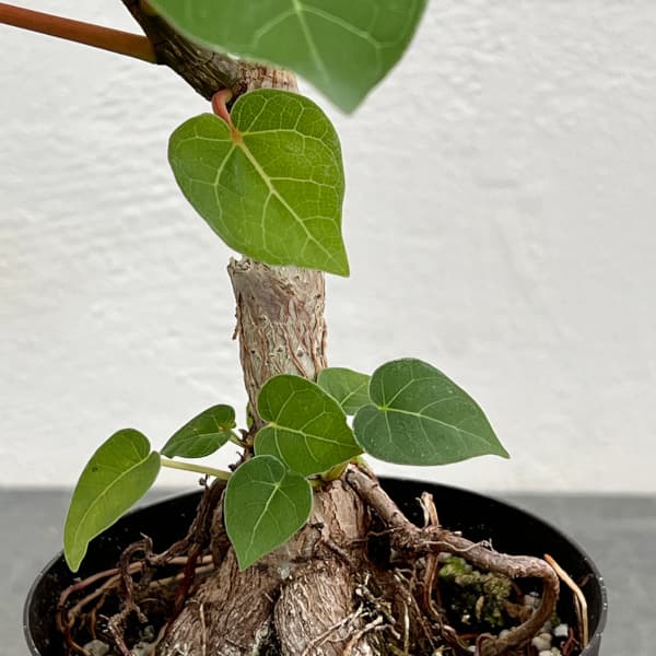 フィカス：アブチリフォリア　3号鉢植え