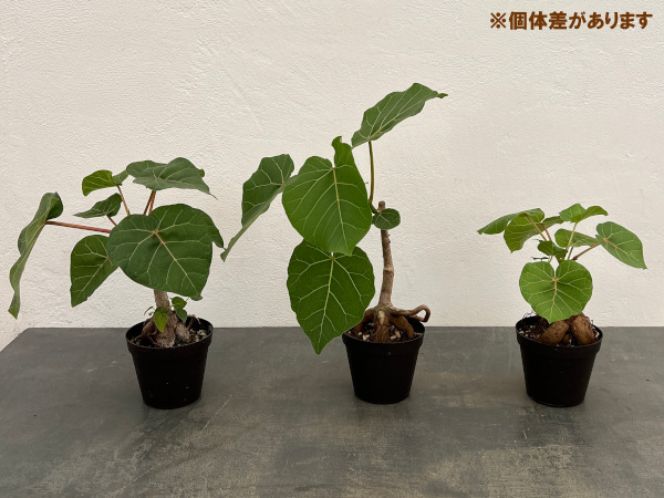 フィカス：アブチリフォリア　3号鉢植え