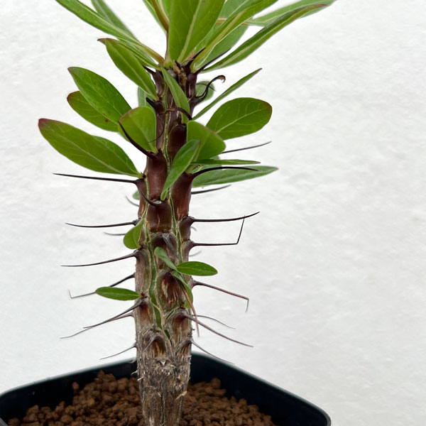 フォーキエリア:オコトテレナエ 2.5号鉢植え