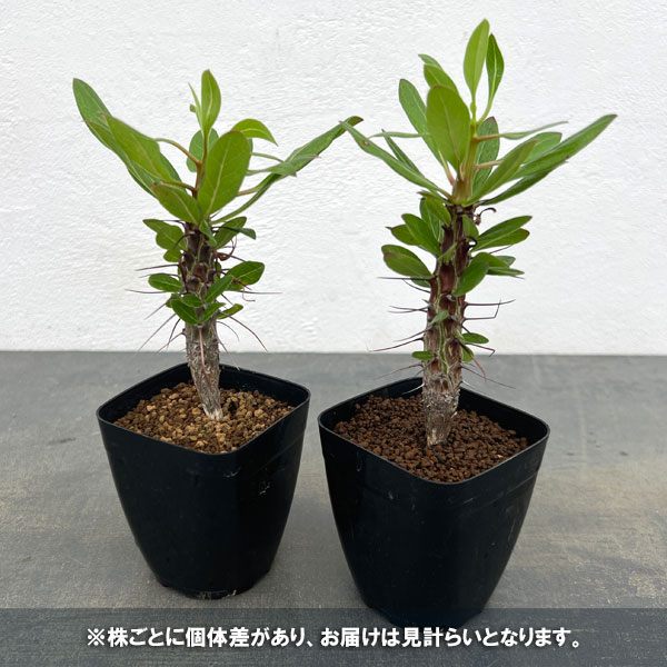 フォーキエリア:オコトテレナエ 2.5号鉢植え