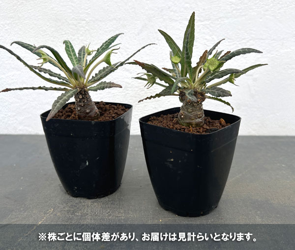 ドルステニア:ランキフォリア 2.5号鉢植え