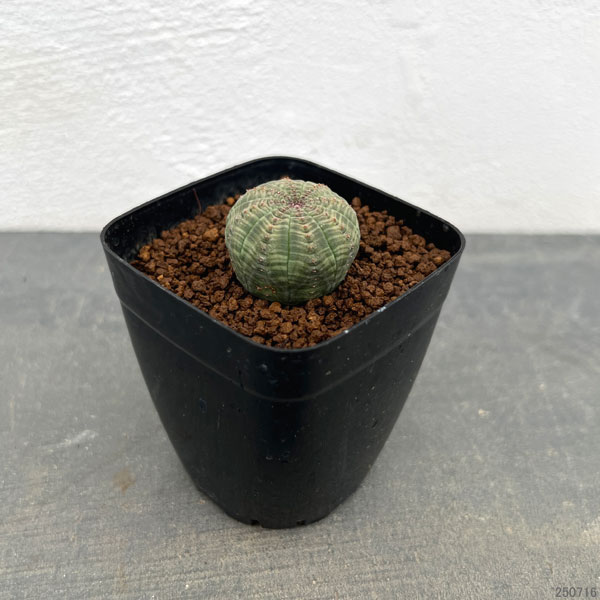 ユーフォルビア:オベサ 2.5号鉢植え*